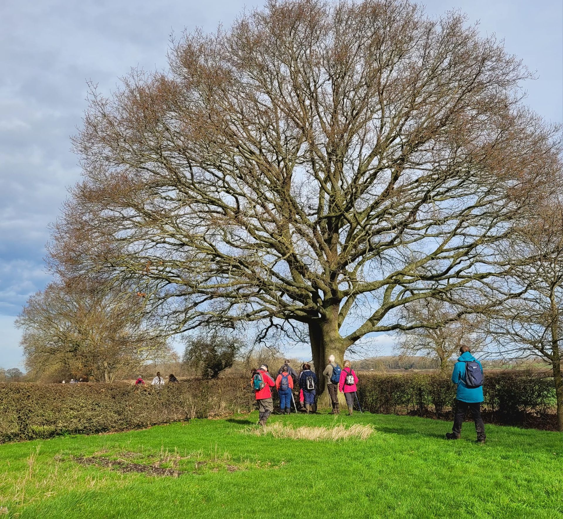 Ramblers under a tree